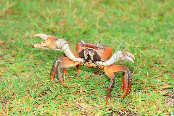 西表島における地上カニ (おそらくオオイワガニ) 日本します。 — ストック写真