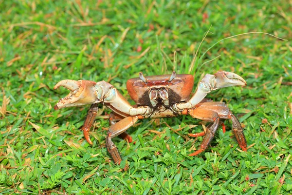 西表島における地上カニ (おそらくオオイワガニ) 日本します。 — ストック写真