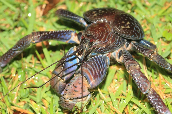 Krab palmowy (birgus latro) w Japonii — Zdjęcie stockowe