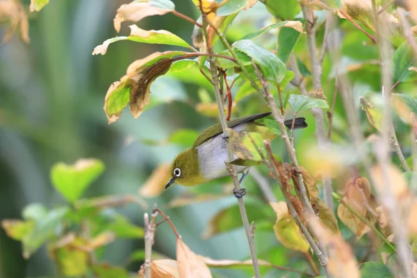 Японский белоглазый (Zosterops japonicus oochooensis) на острове Ириомоте, Япония — стоковое фото