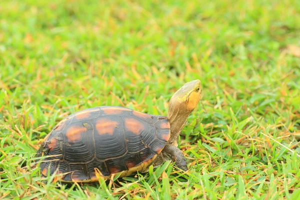 Yellow-margined box turtle (Cuora flavomarginata evelynae) in Iriomote Island,Japan — Stock Photo, Image