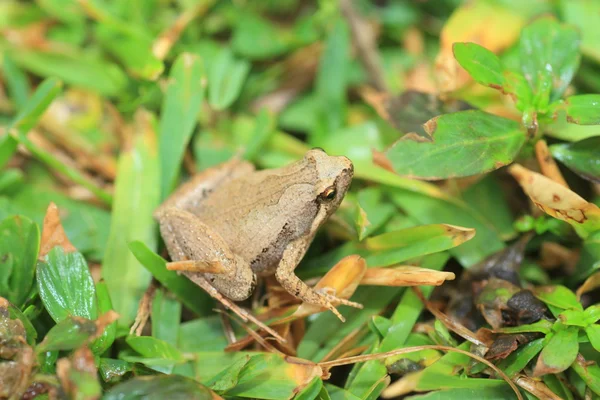 Kwiecisty wąskim otworem żaba (microhyla okinavensis) w wyspy Riukiu, Japonia — Zdjęcie stockowe