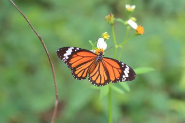 Japonya'da yaygın kaplan kelebek (salatura genutia)
