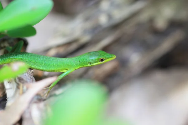 Lagarto de grama Sakishima (Takydromus dorsalis) na Ilha Ryukyu, Japão — Fotografia de Stock