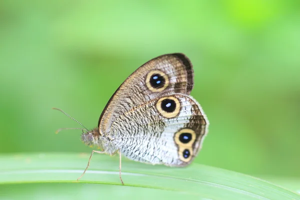 Borboleta Ypthima masakii no Japão — Fotografia de Stock