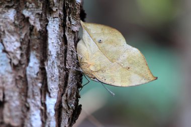 portakal oakleaf kelebek (kallima inachus eucerca) Ishigaki Island, Japonya
