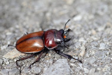 Japon kahverengi stag beetle (neolucanus insularis) Japonya