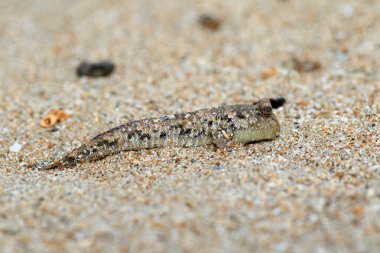 Çubuklu zıpzıpı (periophthalmus argentilineatus) Iriomote Island, Japonya