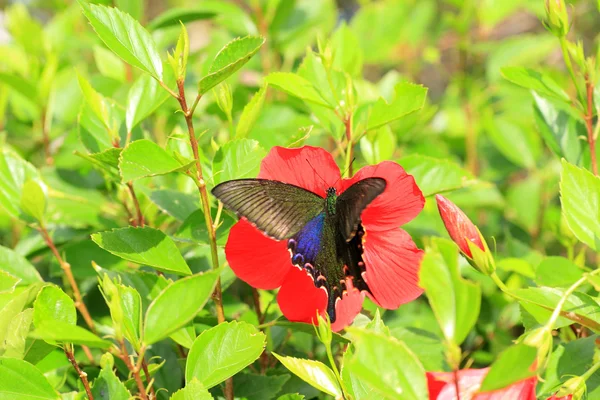 Ryukyu Paw czarny motyl (papilio okinawensis) w Japonii — Zdjęcie stockowe