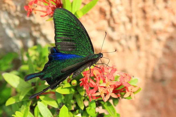 Ryukyu Mariposa negra del pavo real (Papilio okinawensis) en Japón — Foto de Stock