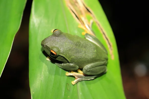 Owston 's Green Tree Frog (Rhacophorus owstoni) в Японии — стоковое фото
