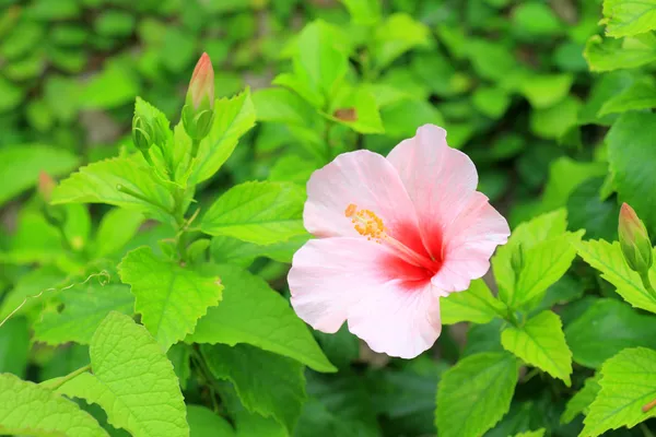 Hibiscus rosa-sinensis no Japão — Fotografia de Stock