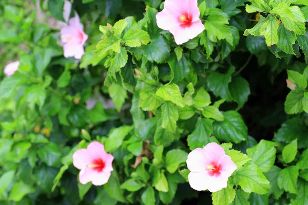 Hibiscus rosa-sinensis v Japonsku — Stock fotografie