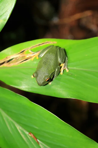 Owston 's Green Tree Frog (Rhacophorus owstoni) no Japão — Fotografia de Stock