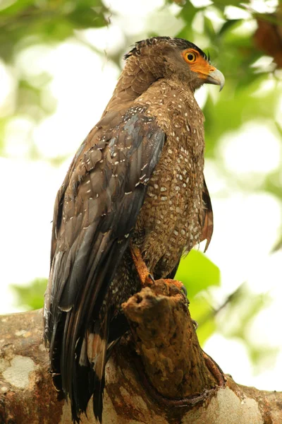 Ryukyu Crested serpent eagle (Spilornis cheela) in Japan — Zdjęcie stockowe