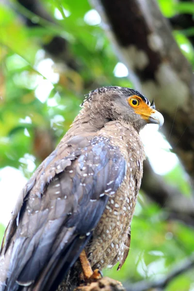 Ryukyu Crested serpente águia (Spilornis cheela) no Japão — Fotografia de Stock