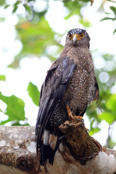 Ryukyu Crested serpent eagle (Spilornis cheela) in Japan — Stock fotografie