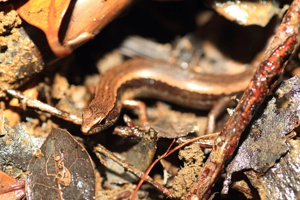 Ryukyu Skink (Scincella boettgeri) em Japão — Fotografia de Stock