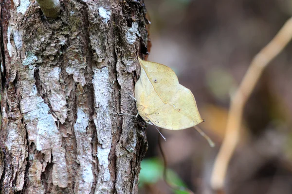 Oranje eikenblad vlinder (kallima inachus eucerca) op het eiland ishigaki, japan — Stockfoto