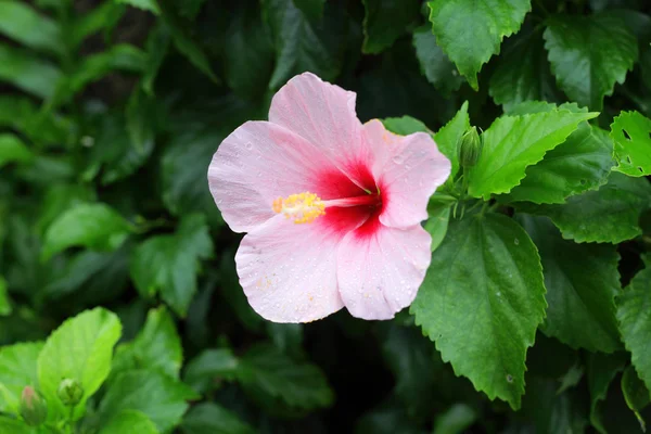 Hibiscus rosa-sinensis, Japonya