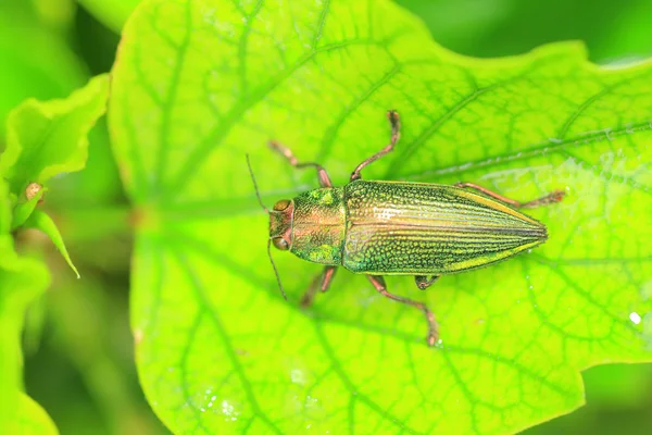 Ryukyu Jewel besouro (Chrysodema dalmanni) no Japão — Fotografia de Stock