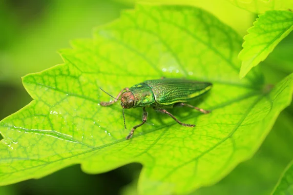 Ryukyu Jewel beetle (Chrysodema dalmanni) in Japan — Stock Photo, Image