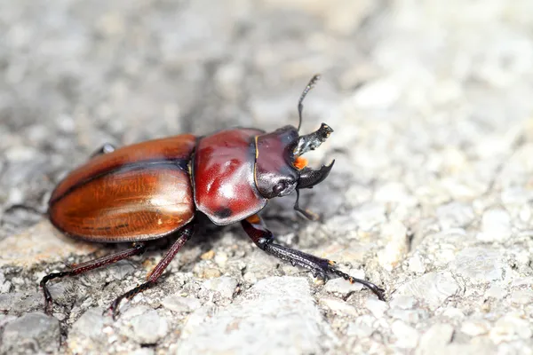 Japoński brązowy stag beetle (neolucanus insularis) w Japonii — Zdjęcie stockowe