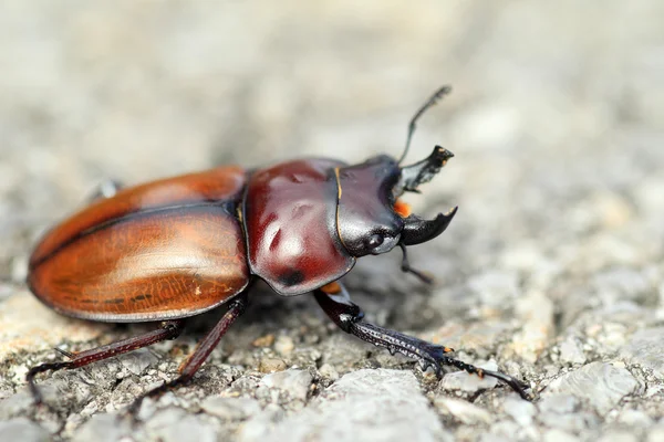 Japoński brązowy stag beetle (neolucanus insularis) w Japonii — Zdjęcie stockowe