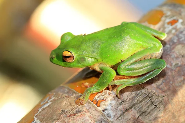 Rana dell'albero verde di Owston (Rhacophorus owstoni) in Giappone — Foto Stock