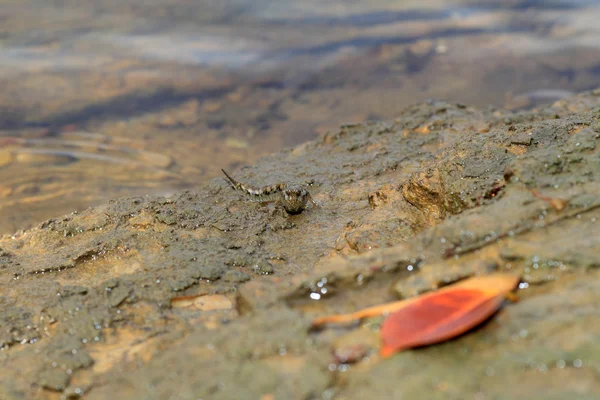 Kúszó géb (periophthalmus argentilineatus) elévült Iriomote-szigeti Island, Japán — Stock Fotó