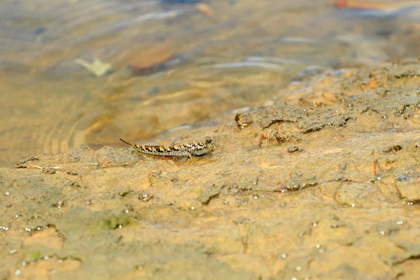 Przedawnieniu mudskipper (periophthalmus argentilineatus) na wyspie iriomote, Japonia — Zdjęcie stockowe