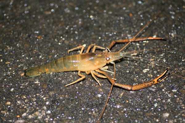 Macrobrachium lar räkor i iriomote island, japan — Stockfoto