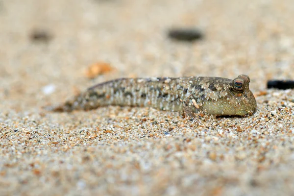 Barred Mudskipper (Periophthalmus argentilineatus) dans l'île d'Iriomote, Japon — Photo