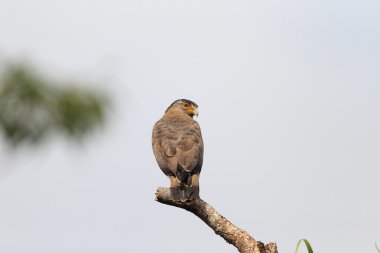 Ryukyu Crested serpent eagle (Spilornis cheela) in Japan