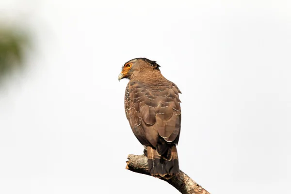 Ryukyu Crested serpent eagle (Spilornis cheela) in Japan — Stock fotografie