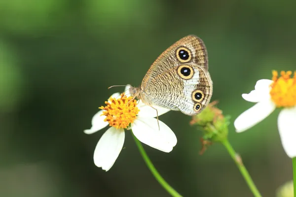 Ypthima masakii butterfly in Japan — Stock Photo, Image