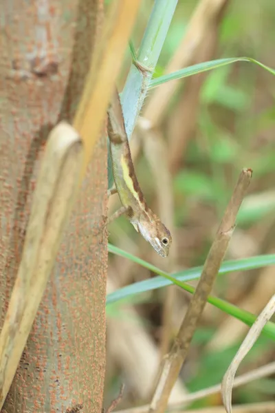Ryukyu tree lizard (Japan alura polygonata)，日本琉球岛 — 图库照片