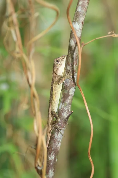 Σαύρα των δέντρων Ryukyu (Japalura polygonata) στο νησί Ryukyu, Ιαπωνία — Φωτογραφία Αρχείου