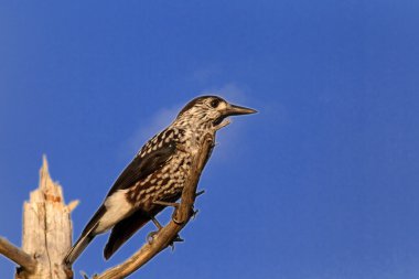 Benekli Fındıkkıran (nucifraga caryocatactes), Japonya