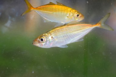 Japon istavrit (trachurus japonicus) Japonya