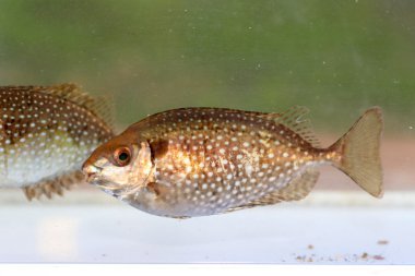 Benekli spinefoot (siganus fuscescens), Japonya