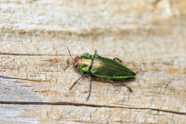 Ryukyu mücevher böcek (chrysodema dalmanni), Japonya