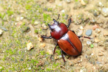 Japon kahverengi stag beetle (neolucanus insularis) Japonya