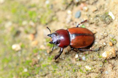 Japon kahverengi stag beetle (neolucanus insularis) Japonya