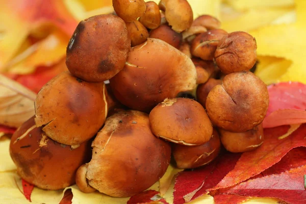 Kuritake Mushroom in Japan — Stock Photo, Image