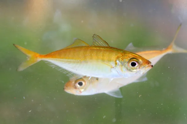 Japanische Stöcker (trachurus japonicus) in Japan — Stockfoto