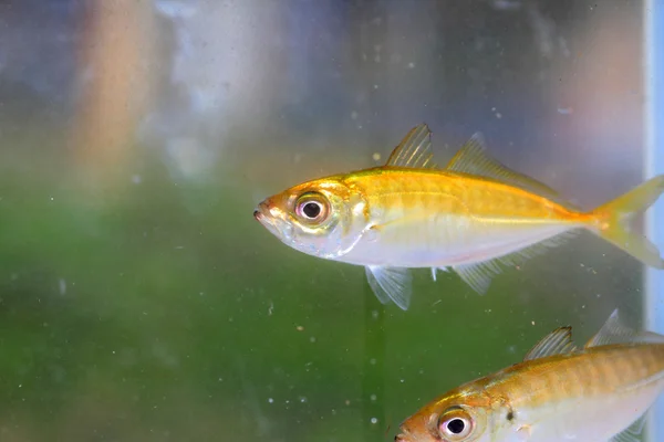 Japanse horsmakreel (trachurus japonicus) in japan — Stockfoto