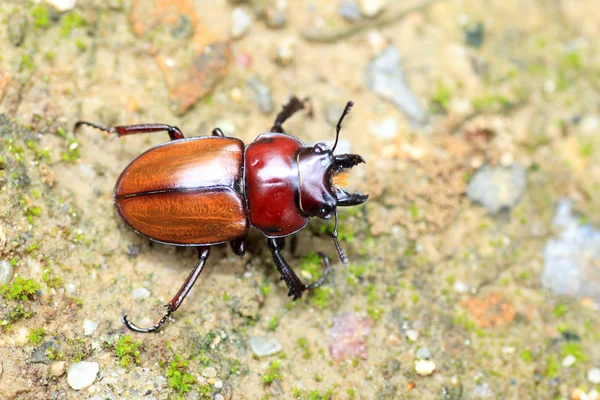 Japoński brązowy stag beetle (neolucanus insularis) w Japonii — Zdjęcie stockowe