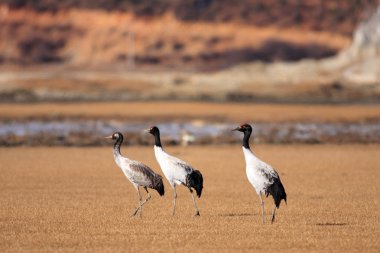 Kara boyunlu vinç veya Tibet vinç (Grus nigricollis) Güney Çin