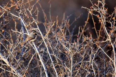 Kuzey Çin'deki beyaz kaşlı baştankara (poecile superciliosus, eski adıyla parus superciliosus)